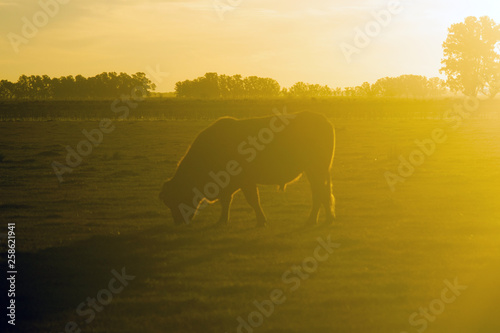 Hereford cow grazing at dusk in a farm