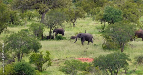 herd of elephant in the savannah, park kruger south africa