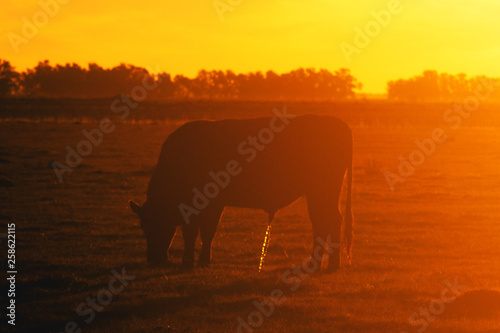 Hereford cow grazing at dusk in a farm © Jopstock