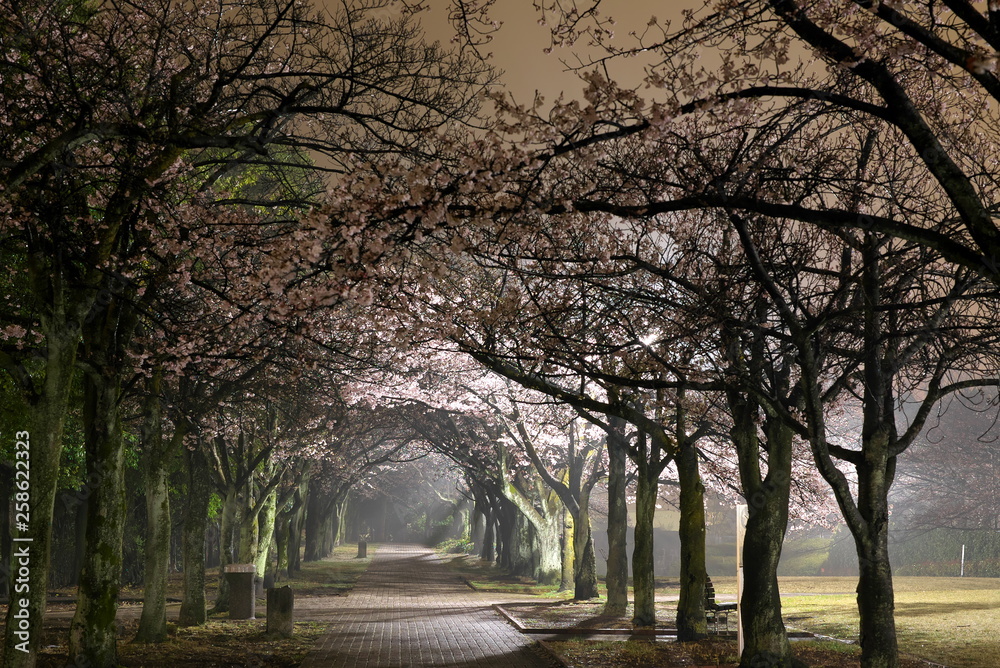 Tokyo,Japan-March 31, 2019: Morning scene of Cherry blossoms arcade in a park in Tokyo after the rain