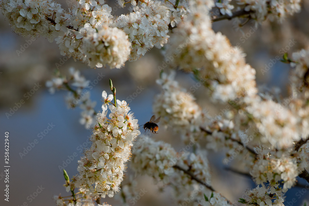 flowering cherry tree flowering cherry tree