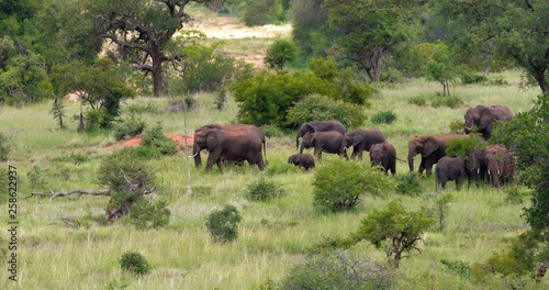 herd of elephant in the savannah, park kruger south africa