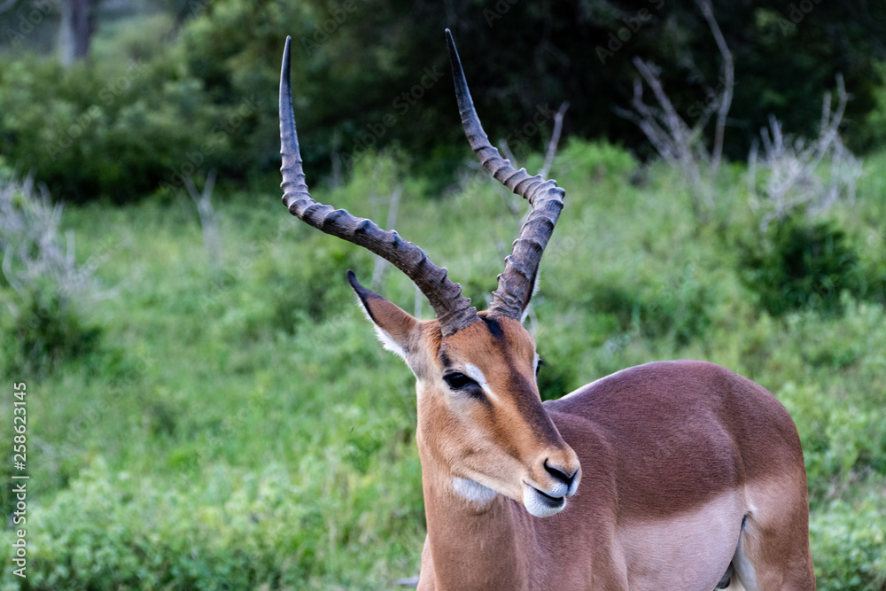 Impala, Herd of Impala, Serengeti, Tanzania, Africa Impala, Herd of Impala, Serengeti, Tanzania, Africa