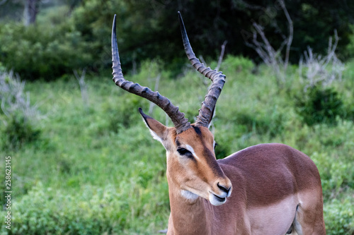 Impala, Herd of Impala, Serengeti, Tanzania, Africa