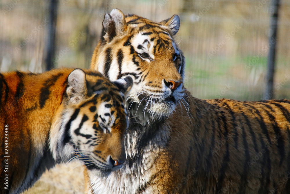 Fototapeta premium zwei verliebte Tiger zeigen Zuneigung zueinander