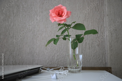 roses in a cup and tecnologhy