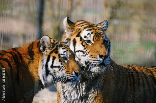 Zwei Tiger im Portrait schauen in die gleiche Richtung