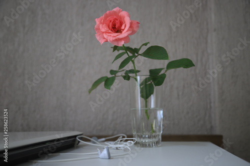 bouquet of roses in a vase