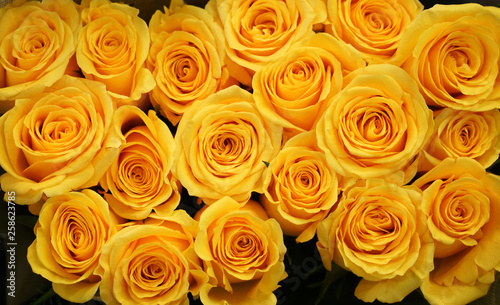 Flower background of yellow rose 