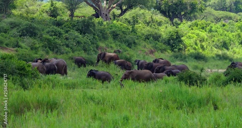 herd of elephant in the savannah, park kruger south africa