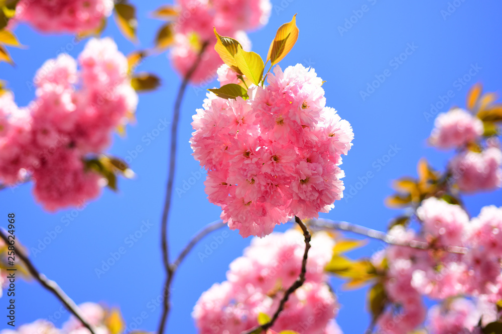 Cherry blossom. Daisy flower, flowering daisy flowers in meadow. Sacura cherry-tree. Beautiful floral spring abstract background of nature. Cherry blossom. Daisy flower, flowering daisy flowers in meadow. Sacura cherry-tree. Beautiful floral spring abstract background of nature.