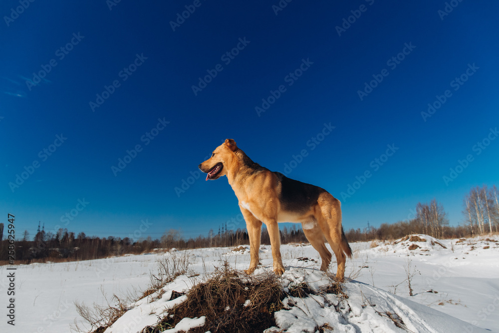 Cute mixed breed dog outside. Mongrel in the snow Cute mixed breed dog outside. Mongrel in the snow