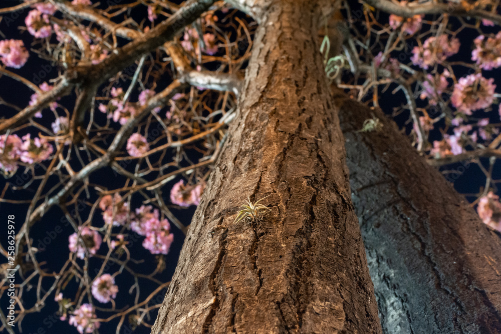 Obraz premium Tabebuia rosea