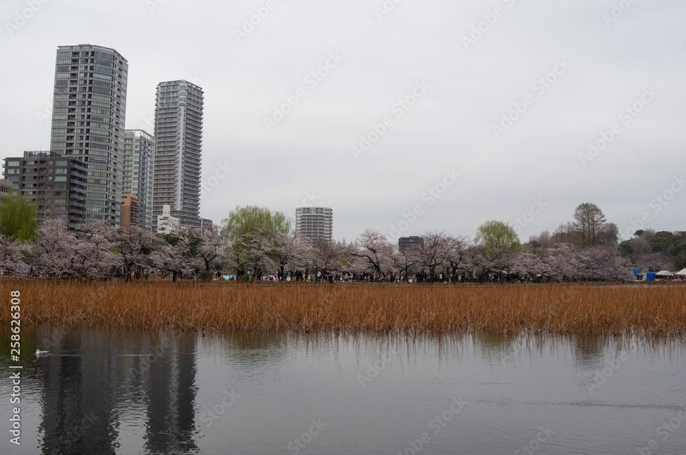 Fototapeta premium 不忍の池 櫻