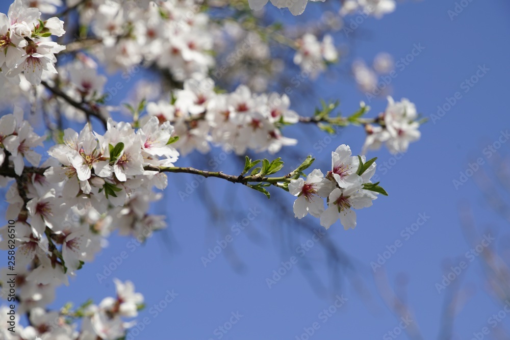 Weiße Mandelblüte im Frühling