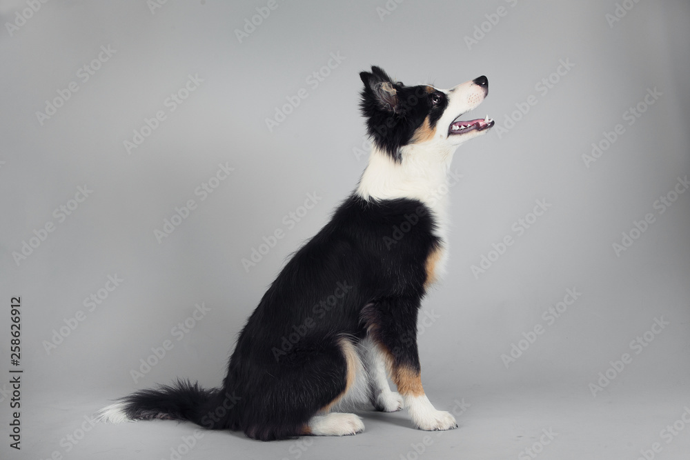 Playful Border Collie shepherd pup sitting and looking to the side on grey studio background