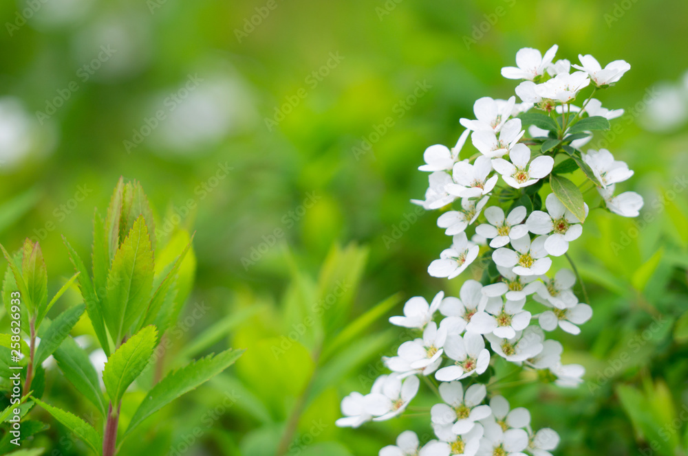 春の花 春の花