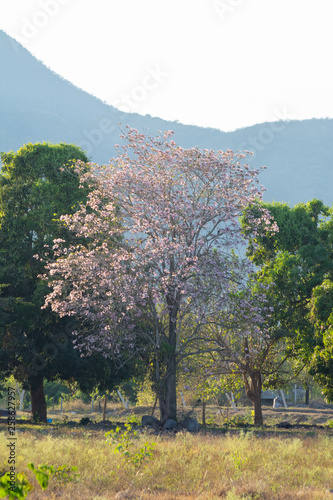 Apamate Rosa photo