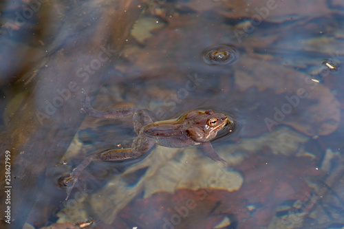 frog in the water