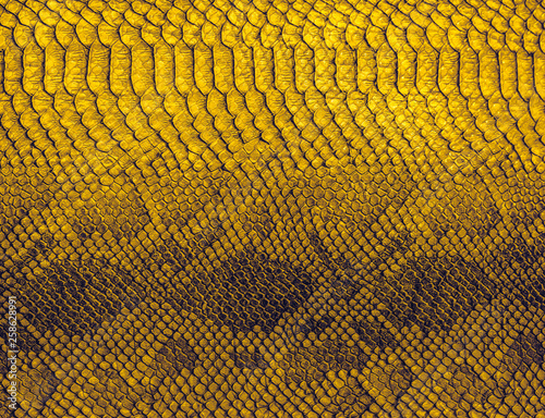 Snake skin background. Close up reptile texture.
