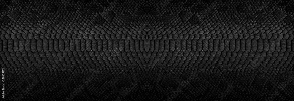 Snake skin background. Panoramic web banner with copy space. - obrazy, fototapety, plakaty 