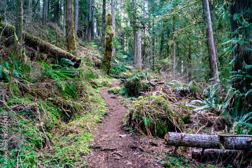 Falls View Canyon Trail #868 in the Falls View Campground in the Olympic National Park near Quilcene, Washington photo