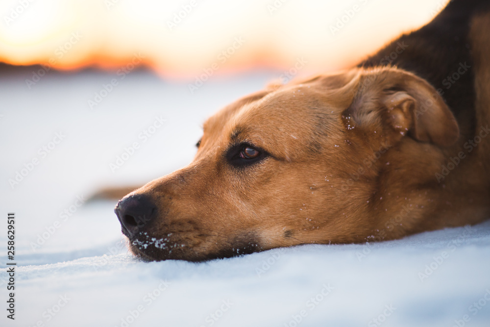Cute mixed breed dog outside. Mongrel in the snow Cute mixed breed dog outside. Mongrel in the snow