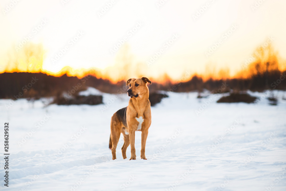 Cute mixed breed dog outside. Mongrel in the snow