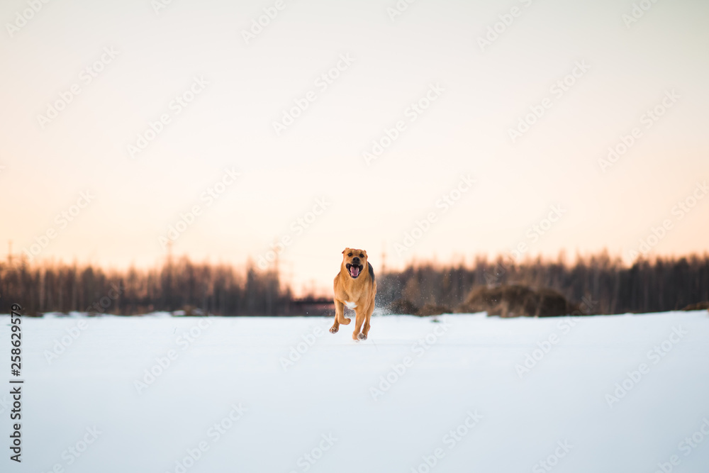Big dog running at camera direction, looking happy. Mongrel in the snow on sunset Big dog running at camera direction, looking happy. Mongrel in the snow on sunset