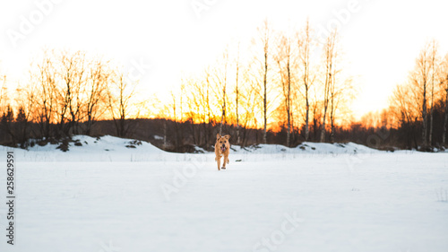 Big dog running at camera direction, looking happy. Mongrel in the snow on sunset