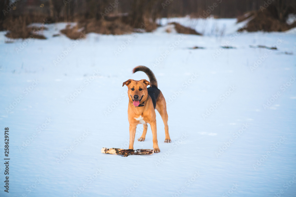 Cute mixed breed dog outside. Mongrel in the snow Cute mixed breed dog outside. Mongrel in the snow