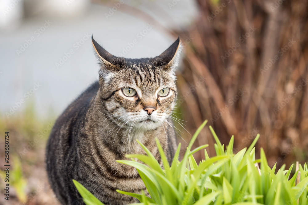 close up of one beautiful brown cat with black stripes sitting behind green grasses