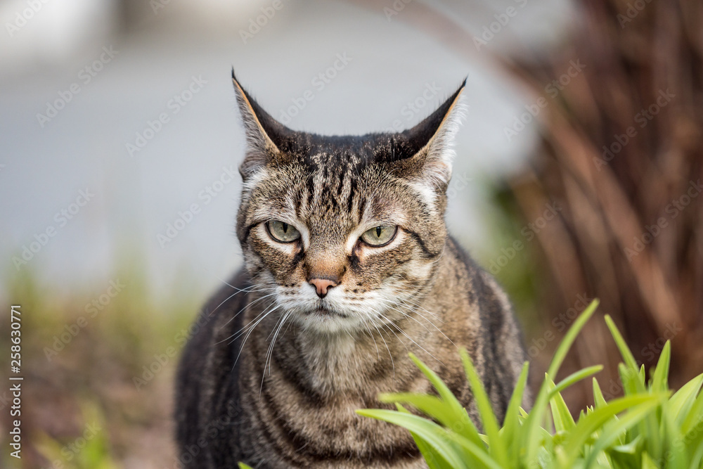 close up of one beautiful brown cat with black stripes sitting behind green grasses staring at you close up of one beautiful brown cat with black stripes sitting behind green grasses staring at you