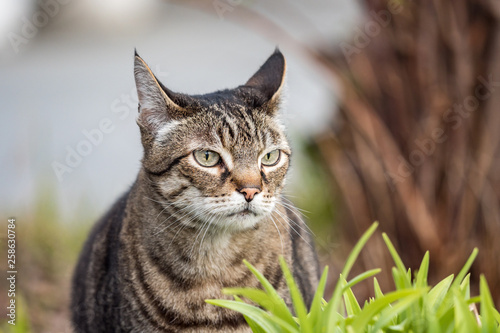 close up of one beautiful brown cat with black stripes sitting behind green grasses