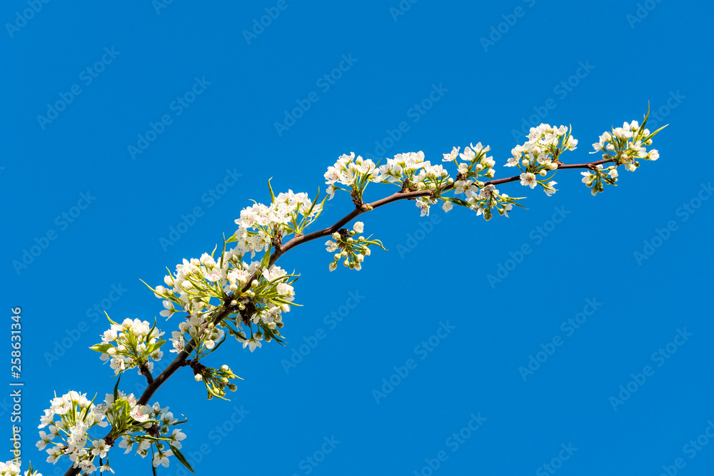 single branch of cherry tree with white cherry flowers blooming under blue sky on a sunny day