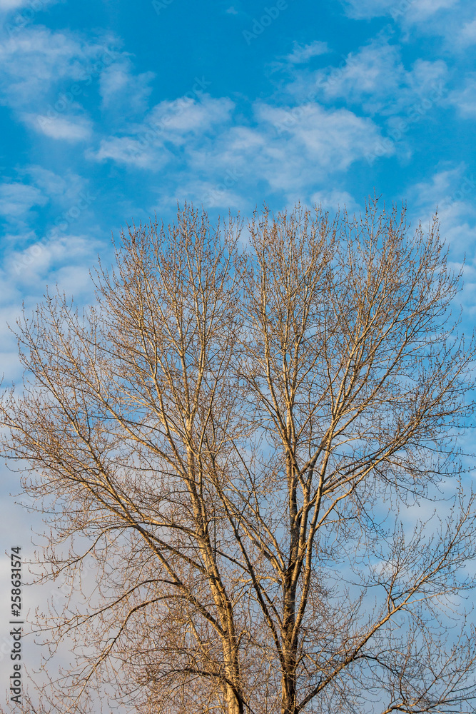 dense leafless tree branches under cloudy blue sky dense leafless tree branches under cloudy blue sky