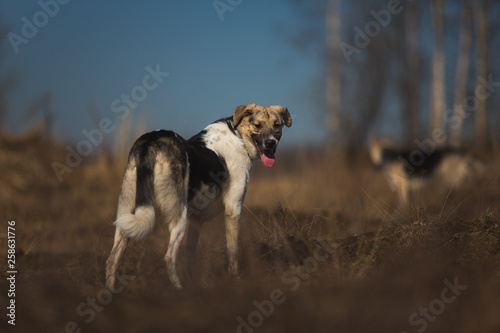 Two dogs running on the field at sunny day