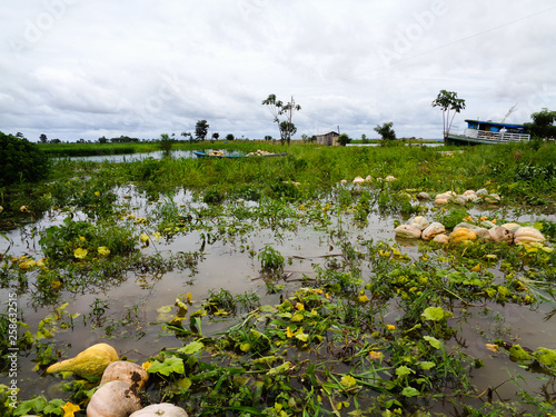 Jerimum plantation in a community located in the municipality of Manaquiri photo