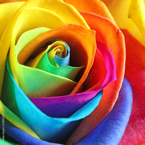Fototapeta Naklejka Na Ścianę i Meble -  Amazing rainbow rose flower as background