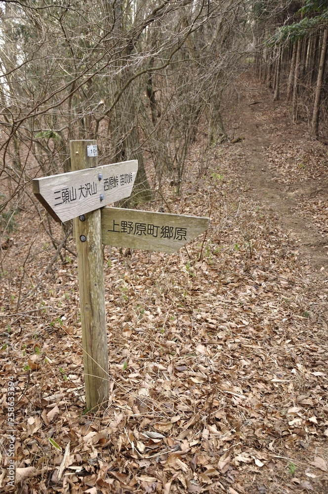 槇寄山 笹尾根の森の分岐