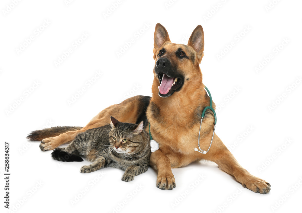 Cute dog with stethoscope as veterinarian and cat on white background