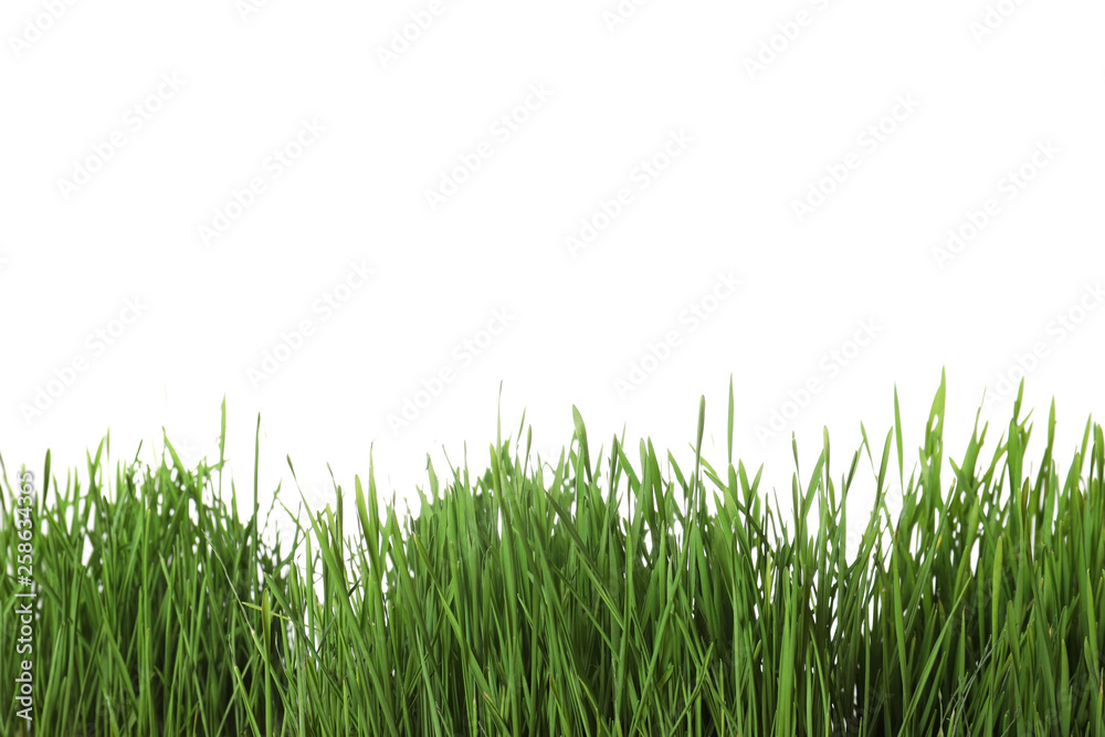 Obraz premium Fresh green wheat grass on white background
