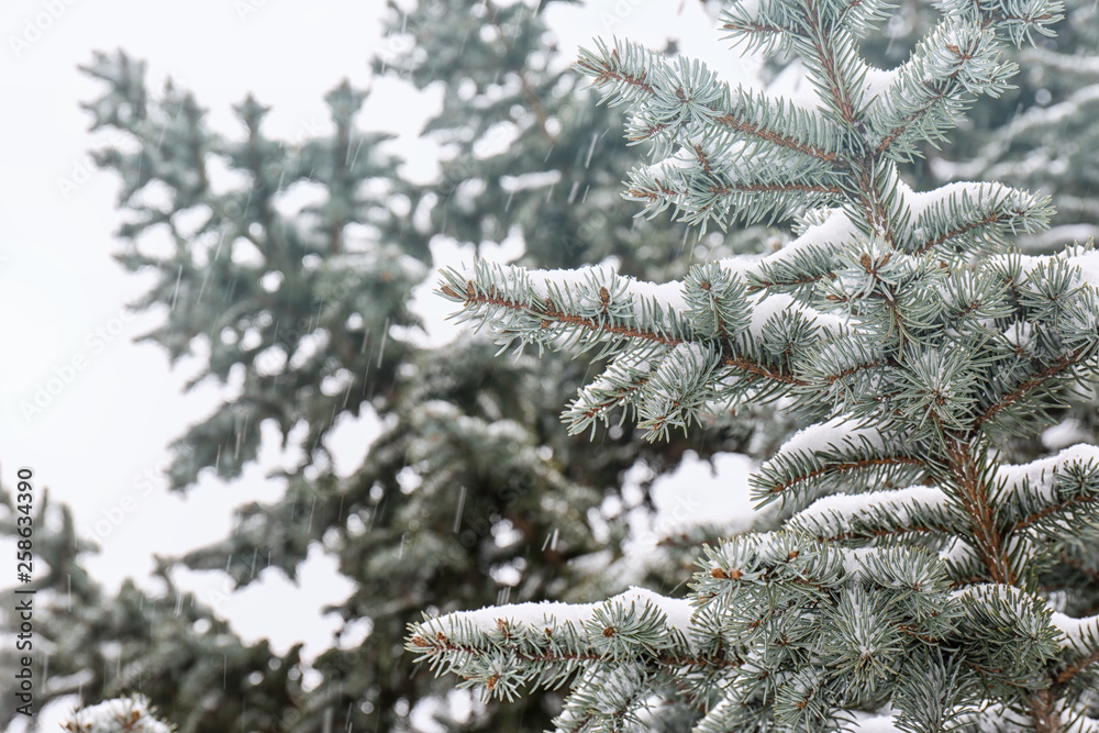 Coniferous branches covered with fresh snow, closeup Coniferous branches covered with fresh snow, closeup