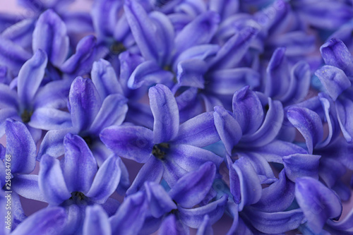 Blooming spring hyacinth flowers as background, closeup view