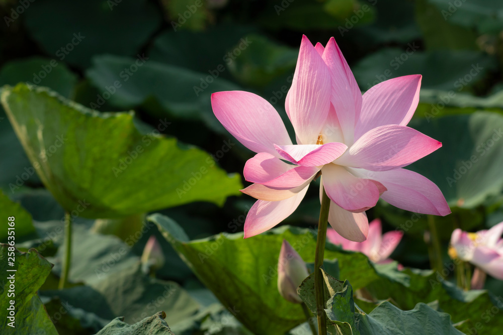 pink lotus in pond