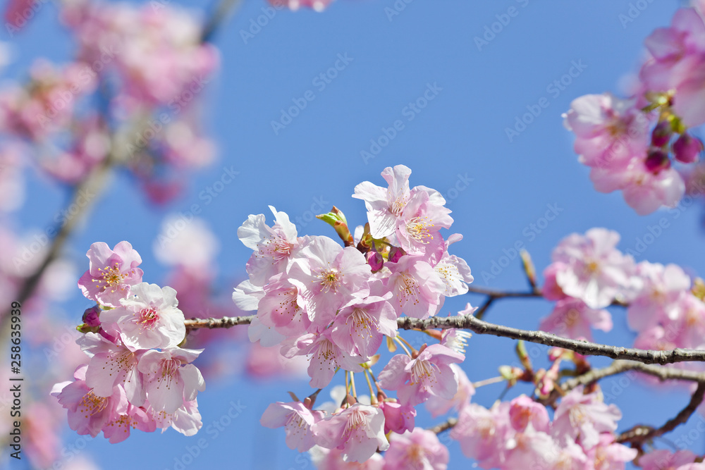 Obraz premium 寺山公園のカワズザクラ