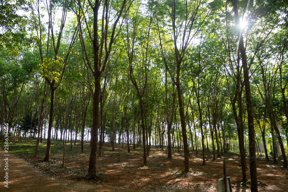 rubber tree , rubber plantation . Beautiful trees line by rubber tree rubber tree , rubber plantation . Beautiful trees line by rubber tree