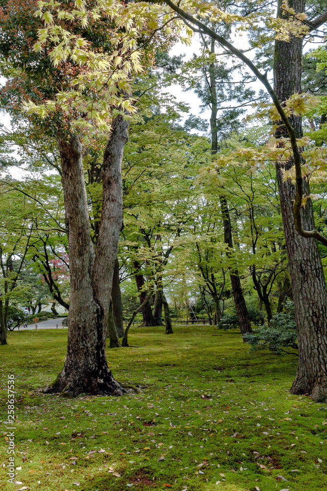 Japanese garden at Kenrokuen in Kanazawa, Japan