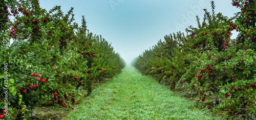 Apple orchard  photo