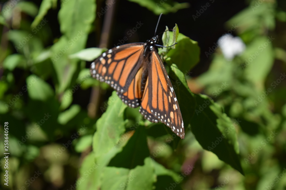 Fototapeta premium Mariposa monarca en la vida silvestre